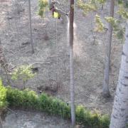 обработка препаратом 