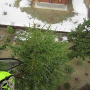 обработка производится от макушки до земли