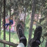 качественная обработка взрослых деревьев от короеда может быть произведена только альпинистом