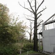 дуб в аварийном состоянии рядом с проходной завода