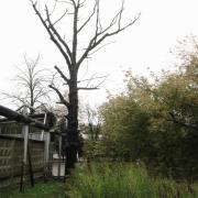 дерево прямостоящее, с равномерным расположением ветвей