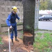 дерево упадёт туда, куда смотрит ось запила